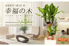 【4月上旬～9月下旬発送】幸福の木 6号 カラーポット 白 約60～70cm 観葉植物 インテリア 植物