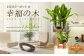 幸福の木 6号 カラーポット 白 約60～70cm 観葉植物 インテリア 植物
