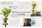 幸福の木 6号 カラーポット 白 約60～70cm 観葉植物 インテリア 植物