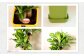 幸福の木 6号 カラーポット 白 約60～70cm 観葉植物 インテリア 植物