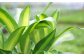 幸福の木 6号 カラーポット 白 約60～70cm 観葉植物 インテリア 植物
