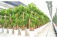 幸福の木 6号 カラーポット 白 約60～70cm 観葉植物 インテリア 植物