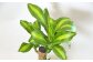 幸福の木 6号 カラーポット 白 約60～70cm 観葉植物 インテリア 植物