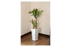 【4月上旬～9月下旬発送】幸福の木7号高陶器 鉢 インテリア 観葉植物 草花 樹木