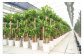 幸福の木7号高陶器 鉢 インテリア 観葉植物 草花 樹木