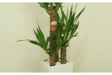 ユッカ7号 高陶器 白 鉢 インテリア 観葉植物 草花 樹木 ギフト【2025年1月上旬～5月上旬発送予定】