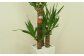 ユッカ7号高陶器 白 鉢 インテリア 観葉植物 草花 樹木 ギフト