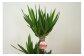 ユッカ7号高陶器 白 鉢 インテリア 観葉植物 草花 樹木 ギフト