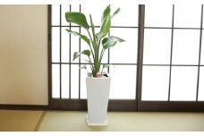 オーガスタ7号陶器スリム 白 鉢 インテリア 観葉植物 草花 樹木 ギフト 【2025年3月上旬より順次発送】