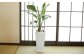 オーガスタ7号陶器スリム 白 鉢 インテリア 観葉植物 草花 樹木 ギフト