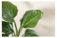 オーガスタ7号陶器スリム 白 鉢 インテリア 観葉植物 草花 樹木 ギフト