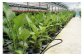 オーガスタ7号陶器スリム 白 鉢 インテリア 観葉植物 草花 樹木 ギフト