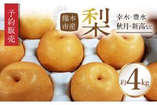 熊本市産 梨 （幸水 ・ 豊水 ・ 秋月 ・ 新高 など） 約4kg 【2025年8月下旬～9月下旬迄発送予定】 果物 フルーツ ナシ
