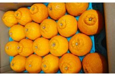 農家のこだわり 不知火 約5kg 【期間限定】