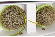 【2024年5月下旬発送開始】 農家のこだわり メロン 2玉 (約4kg)【期間限定】