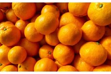 【2024年11月上旬発送開始】河内みかん 約5kg