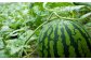  熊本市植木町産 小玉すいか