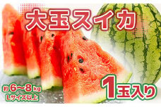 大玉スイカ 1玉 6～8kg 【2024年5月上旬～6月下旬発送予定】