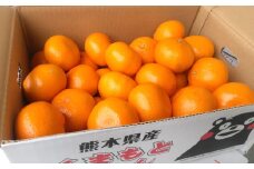 みかん 5kg サイズ2L～2S 蜜柑 ミカン フルーツ 果物 くだもの 柑橘 熊本産 九州産 【2025年10月下旬～2026年2月下旬発送予定】