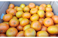 みかん 10kg サイズ2L～2S 蜜柑 ミカン フルーツ 果物 くだもの 柑橘 熊本産 九州産 【2025年10月下旬～2026年2月下旬迄発送予定】