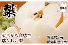 梨 秀品 箱込 5kg （内容量約4～4.5kg）果物 くだもの フルーツ なし 果実 おやつ 熊本市 国産【2024年7月下旬から2024年10月上旬発送予定】