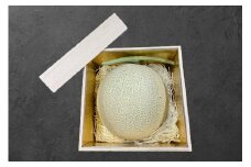 【2024年12月発送】熊本県産メロン 絹月 エクセラン 1玉 約1.4kg～1.8kg