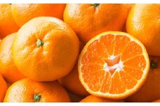 熊本市産 温州みかん 約10kg 【2024年11月上旬-2025年3月上旬発送予定】 柑橘 みかん ミカン フルーツ 果物 くだもの 熊本県 熊本市