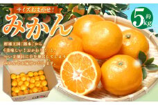サイズはおまかせ！ みかん 約 5kg 果物 くだもの フルーツ ミカン 蜜柑 柑橘 【2024年12月上旬～12月下旬発送予定】