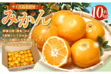 サイズはおまかせ！ みかん 約 10kg 果物 くだもの フルーツ ミカン 蜜柑 柑橘 【2024年12月上旬～12月下旬発送予定】