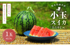 植木ブランド 小玉すいか 2.5kg 1玉 スイカ 西瓜 果物 フルーツ セット【2025年4月上旬～下旬発送予定】
