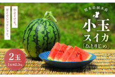 植木ブランド 小玉すいか 約2.3kg 2玉 スイカ 西瓜 果物 フルーツ セット 【2025年4月上旬～下旬発送予定】