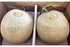レノン メロン 2玉入り（1玉1.5kg以上） 計3kg以上 赤肉メロン フルーツ 果物 赤肉【2025年4月下旬～5月下旬発送予定】
