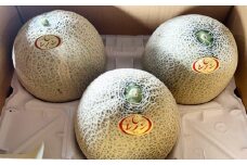 レノン メロン 箱込み 約5㎏（3～6玉入り） 赤肉メロン フルーツ 果物 赤肉【2025年4月下旬～5月下旬発送予定】
