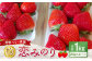 絢音ベリー農園 "絢" 恋みのり いちご 1kg （250g×4パック）