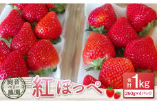絢音ベリー農園 絢 いちご 紅ほっぺ 1kg （250g×4パック） 苺 先行予約 熊本県 フルーツ 厳選 【2025年12月上旬～2026年2月下旬迄発送予定】
