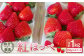 絢音ベリー農園 紅ほっぺ いちご 1kg （250g×4パック）