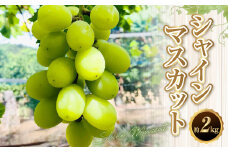 【数量限定】【先行予約】シャインマスカット 約 2kg 果物 くだもの フルーツ マスカット ぶどう ブドウ 葡萄 冷蔵 熊本 熊本市【2025年8月上旬～9月上旬発送予定】