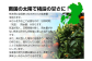 熊本県産デコポンと熊本市産青島みかんセット