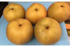 熊本「旬の梨」約5kg （幸水、豊水、あきづき、新高のいずれか1品種） ナシ 梨 果物 フルーツ 【2025年8月下旬～9月下旬発送予定】