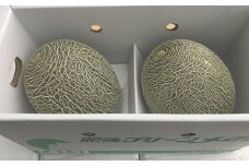 熊本特産！肥後グリーンメロン 2玉入り メロン 特産 果物 フルーツ 【2025年5月下旬～6月下旬発送予定】