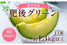 肥後グリーン 1玉 約1.3kg以上 果物 くだもの フルーツ メロン 【2025年6月上旬～2025年6月下旬迄発送予定】