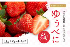 【絢】 いちご 約1kg （約250g×4） ゆうべに 苺 【絢音ベリー農園】 厳選 希少 【2026年3月上旬～4月下旬迄発送予定】 イチゴ 果物 果実 フルーツ 熊本県産 国産 九州 熊本県 熊本市 冷蔵