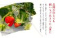 【絢】 いちご 約1kg （約250g×4） ゆうべに 苺 【絢音ベリー農園】 厳選 希少