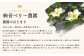 【絢】 いちご 約1kg （約250g×4） ゆうべに 苺 【絢音ベリー農園】 厳選 希少