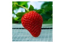 【絢】 いちご 約1kg （約250g×4） 紅ほっぺ 苺 【絢音ベリー農園】 厳選 希少 【2026年3月上旬～4月下旬迄発送予定】 イチゴ 果物 果実 フルーツ 熊本県産 国産 九州 熊本県 熊本市 冷蔵