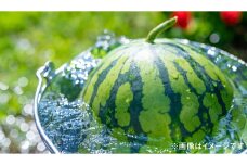 熊本県産 大玉スイカ 1玉 （S以上・約4kg） 【2025年7月上旬迄発送予定】 大玉西瓜 大玉すいか 西瓜 すいか スイカ 果物 果実 フルーツ 大玉 九州 熊本県 熊本市 常温
