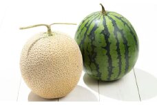 熊本県産 小玉スイカ & 肥後グリーンメロン 食べ比べ （計2玉計約3.5kg） 【2025年7月下旬迄発送予定】 小玉すいか 小玉西瓜 スイカ すいか 西瓜 メロン めろん 果物 果実 フルーツ セット 九州 熊本県 熊本市 常温