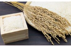 【令和7年産】【白米】 森のくまさん 白米27kg（4.5kg×6袋） 【2025年11月下旬より順次発送開始】 米 お米 精米 ごはん ご飯 常温 熊本県 熊本市
