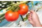 【5回定期便】『まるで太陽の恵みをそのまま閉じ込めたような真っ赤な 大玉トマト』約3.5kg 特別な定期便（熊本県産）