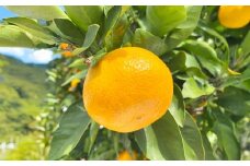 小玉みかん 約5kg 【2025年11月上旬～2026年1月上旬迄発送予定】 みかん 蜜柑 ミカン 小玉 果物 くだもの 果実 フルーツ フレッシュ 柑橘類 国産 常温